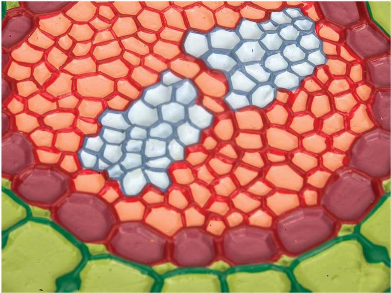 Корень в разрезе Горчица белая