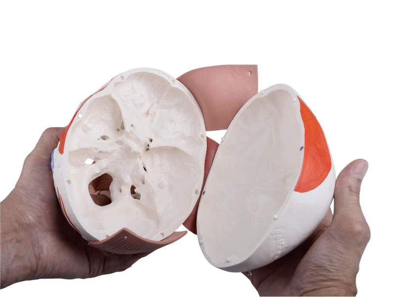 Модель черепа с лицевыми мышцами