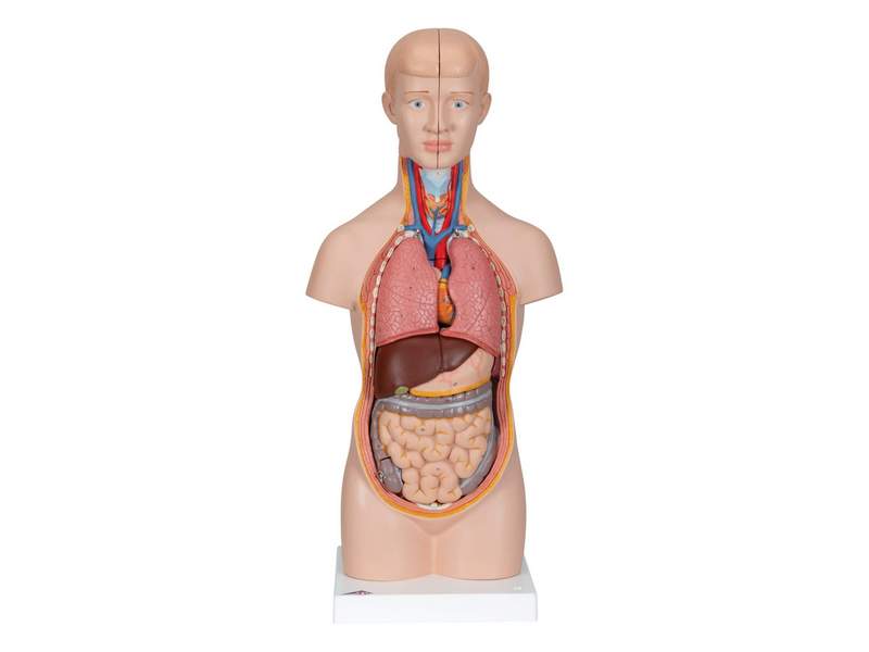 Модель торса человека уменьшенная