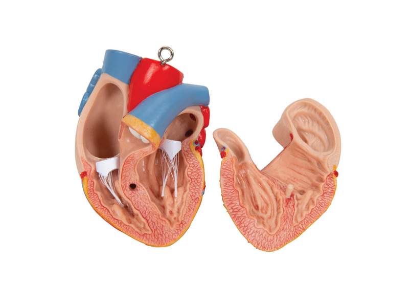 Модель торса человека бесполая