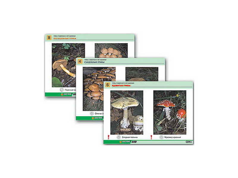Комплект раздаточных таблиц "Грибы съедобные и несъедобные", А4, 8 шт