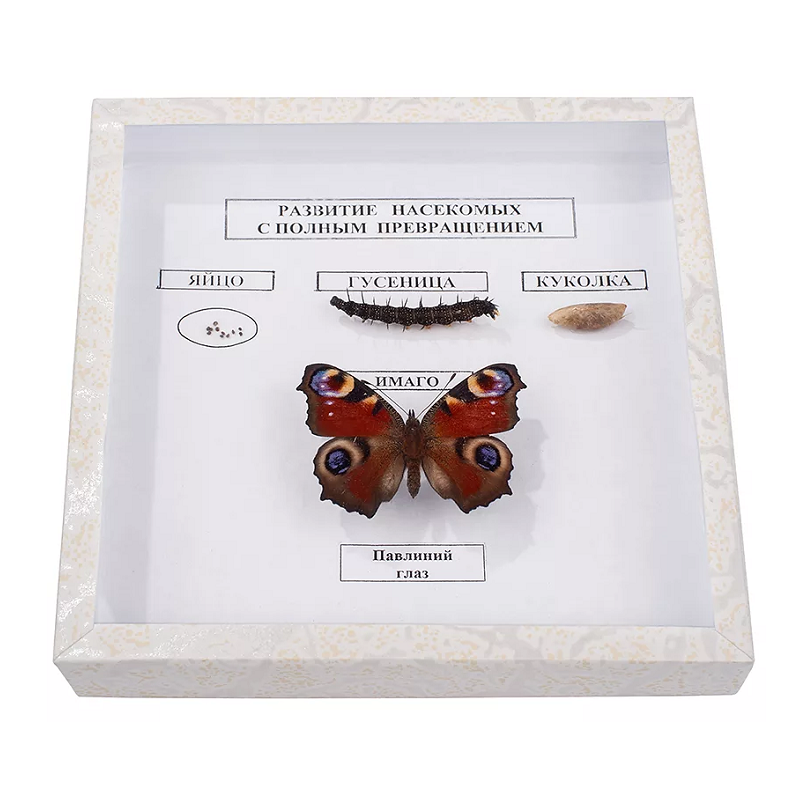 Энтомологическая коллекция «Развитие насекомых» (полное превращение)