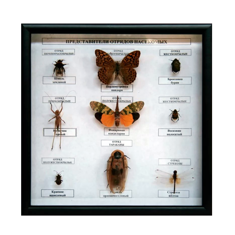 Энтомологическая коллекция — представители 4 отрядов