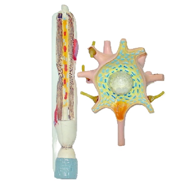 Модель нейрона ПРШ-Б462, цветная