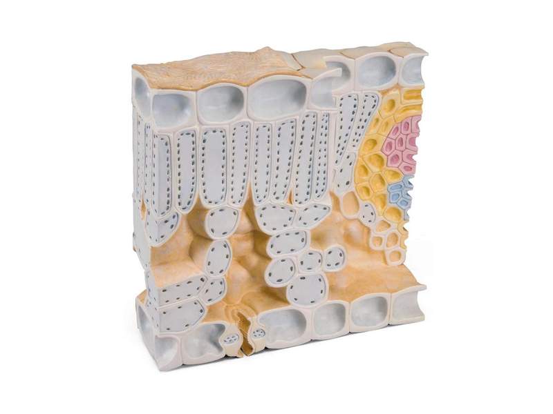 Разрез листа бука — модель, 1500×