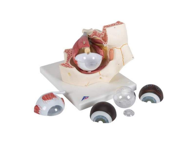 Модель глаза, 13x14x21 см