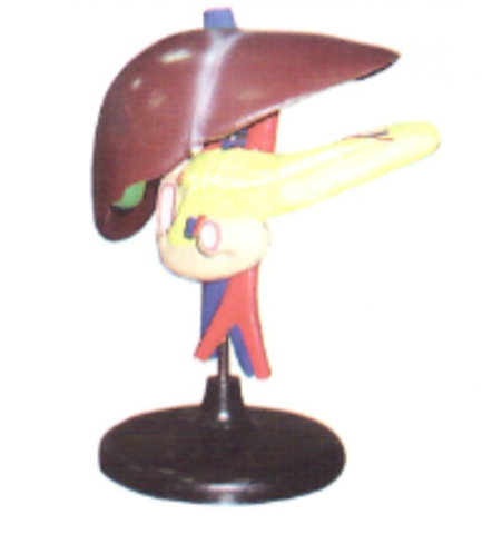 Модель "Печень человека" разборная