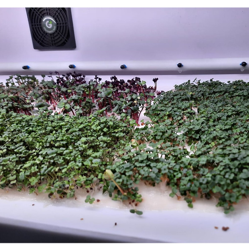 Климатическая камера по выращиванию микрозелени и растений