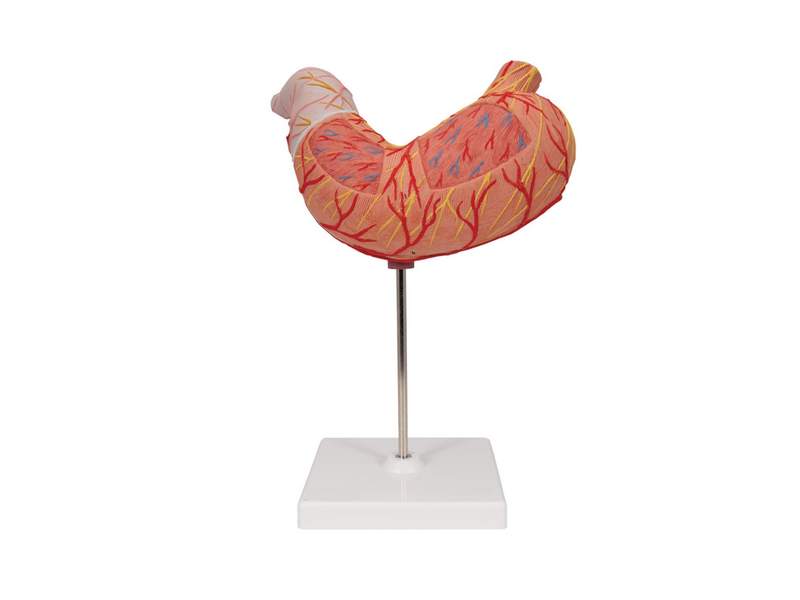 Модель желудка, 2 части