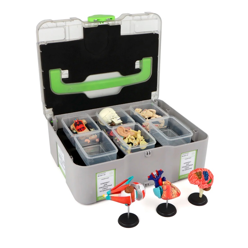 Учебный набор "Анатомия в деталях", ученический