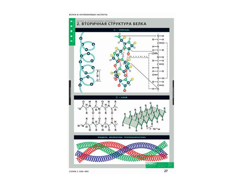 Таблицы "Белки и нуклеиновые кислоты" 8 шт