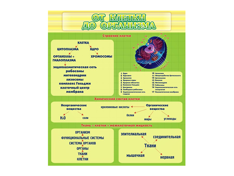 Стенд От клетки до организма