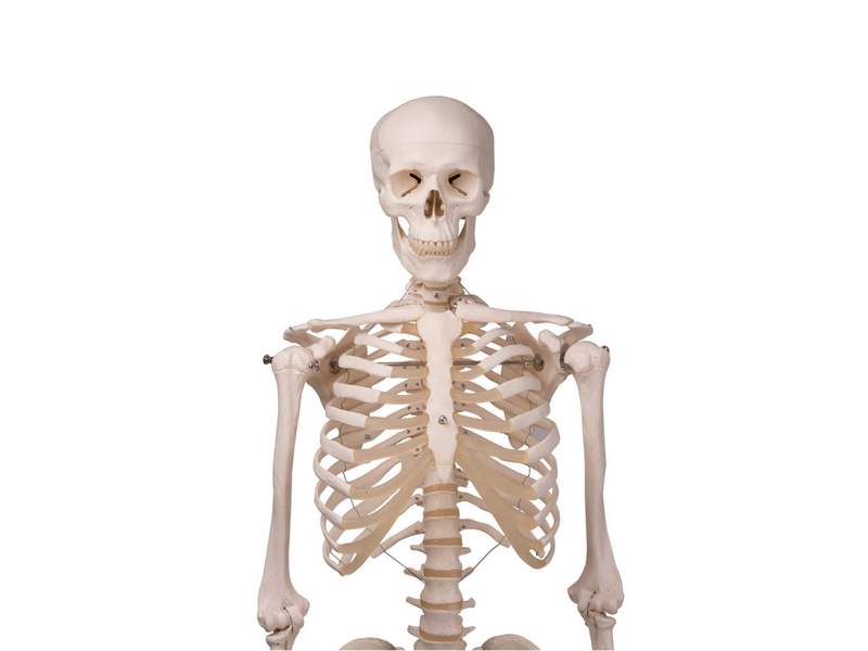 Модель скелета