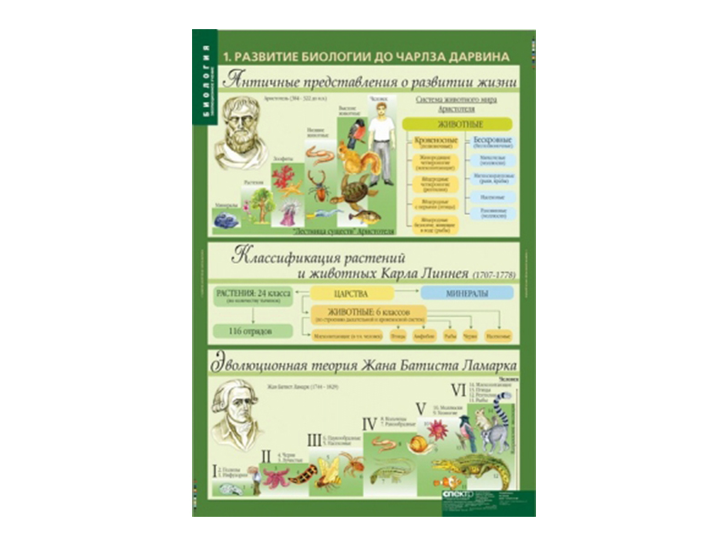 Набор таблиц "Биология 10-11 классы. Эволюционное учение" 10 шт.