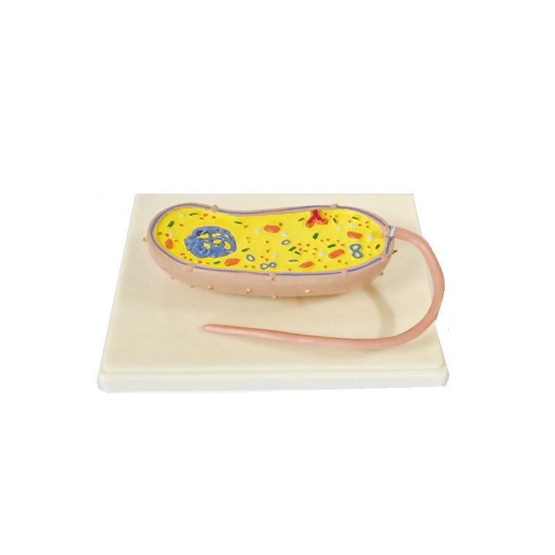 Модель "Бактерия" ПРШ-Б760 на подставке