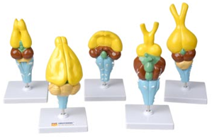 Комплект моделей строения мозга позвоночных