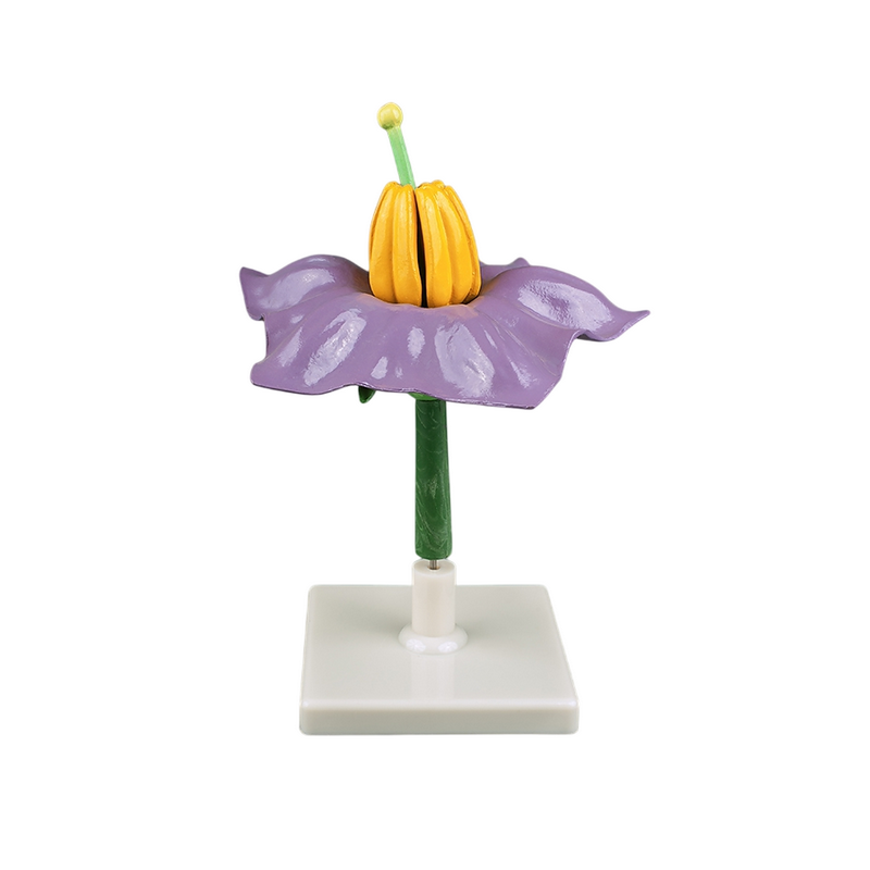 Модель "Цветок картофеля"