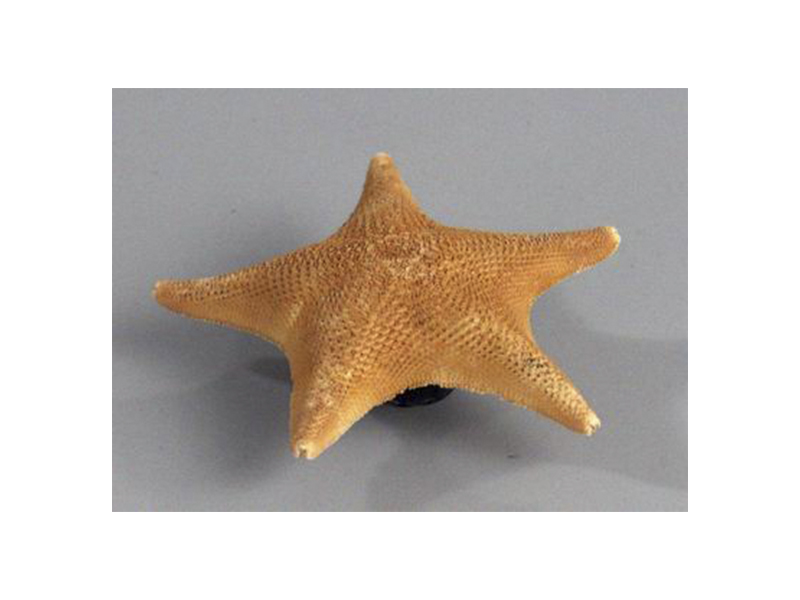 Препарат "Морская звезда"