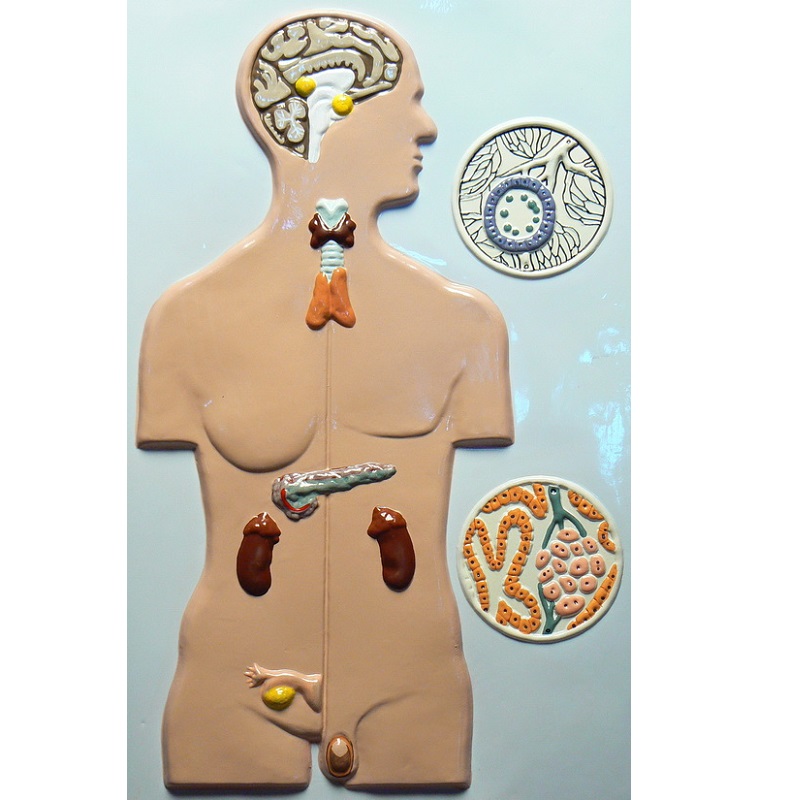 Барельефная модель "Железы внутренней секреции"