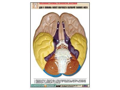 Рельефная таблица Доли и извилины нижней поверхности полушарий головного мозга, А1