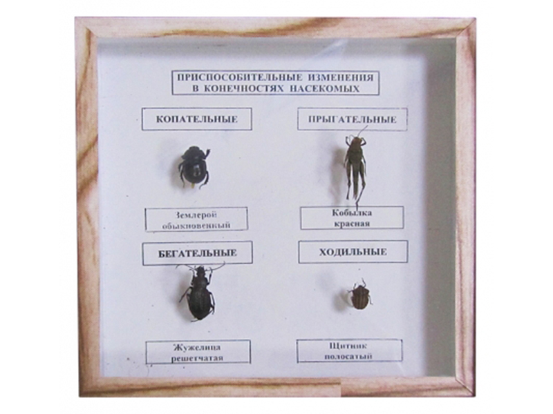 Коллекция "Приспособительные изменения в конечностях насекомых"