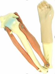 Модель локтевого сустава подвижная