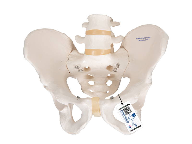 Модель скелета мужского таза
