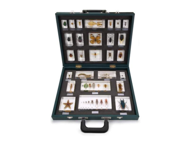 Набор «27 беспозвоночных» в акриловом кейсе 42×33×8 см
