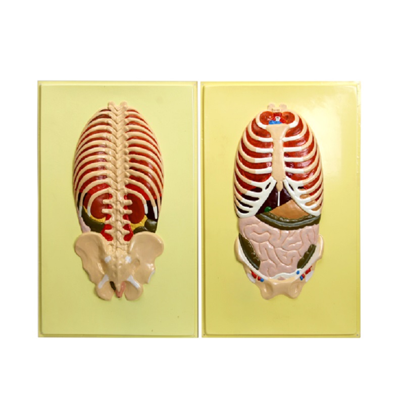 Барельеф "Органы грудной и брюшной полостей" — 2 планшета