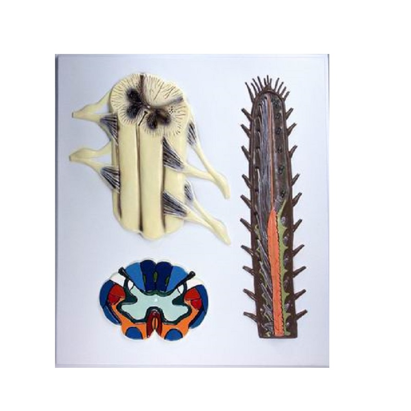 Барельефная модель "Строение спинного мозга" (пластмасса)