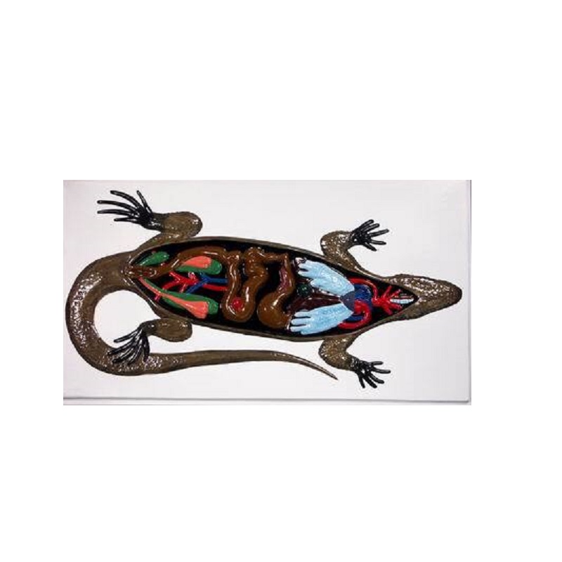 Барельефная модель «Внутреннее строение ящерицы»