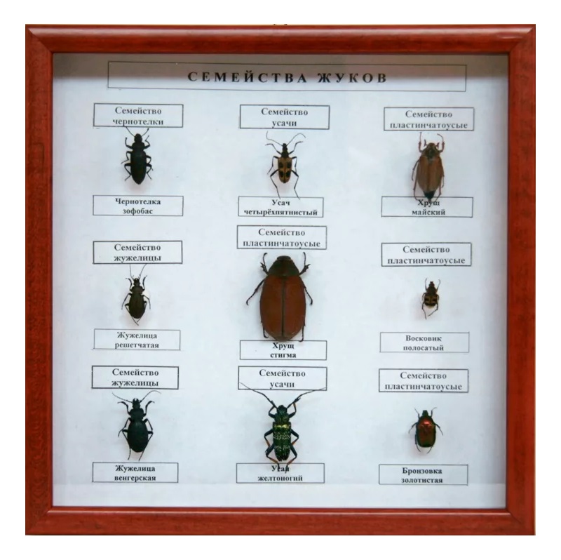Коллекция энтомологическая «Семейства жуков» (под стеклом)