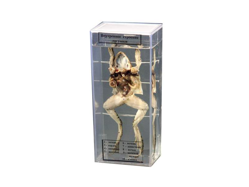 Влажный препарат Внутреннее строение лягушки