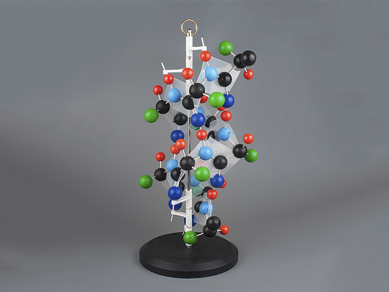 Модель "Структура белка"