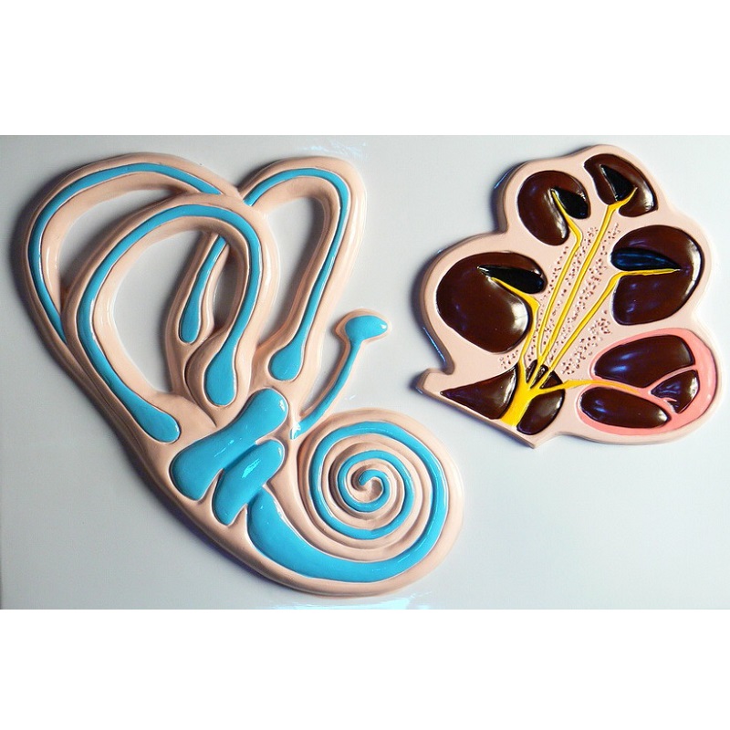 Барельеф "Ухо человека" — часть 2