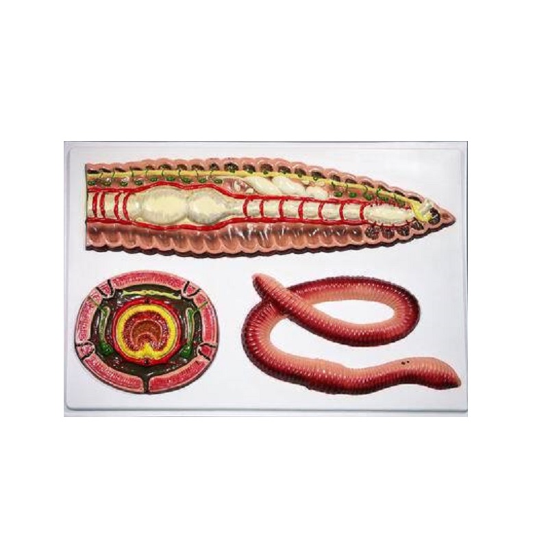 Барельефная модель «Внутреннее строение дождевого червя» ПРШ-Б107