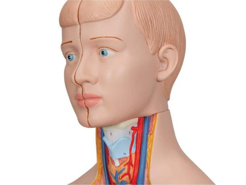 Модель торса человека уменьшенная