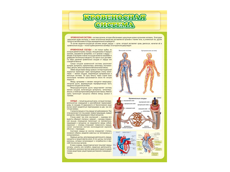 Стенд Кровеносная система