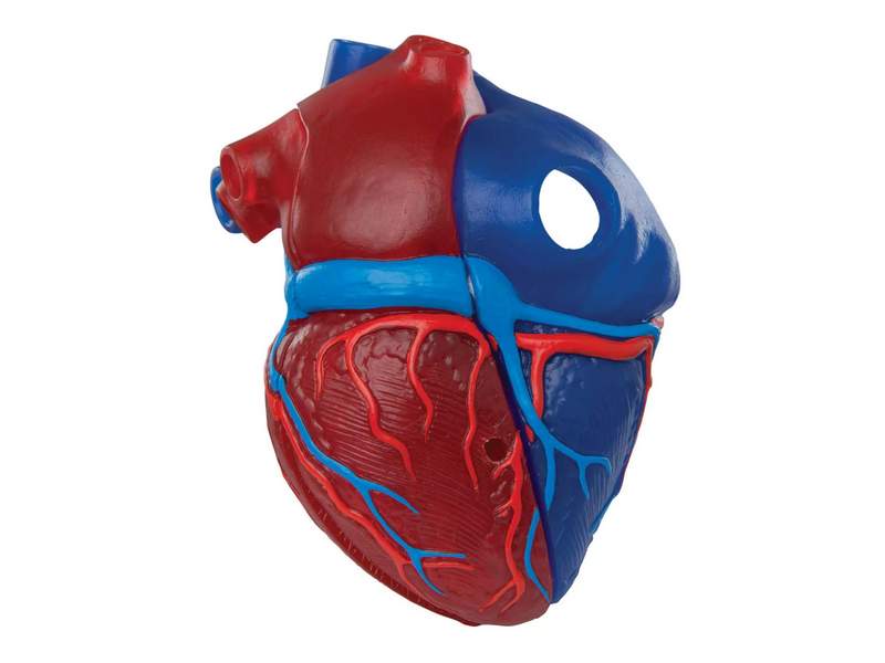 Модель сердца на магнитах, в натуральную величину
