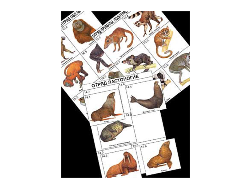 Комплект дидактических карточек: "Систематика и экология млекопитающих" (96 шт.)
