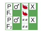 Модель "Генетика групп крови" (раздаточная)