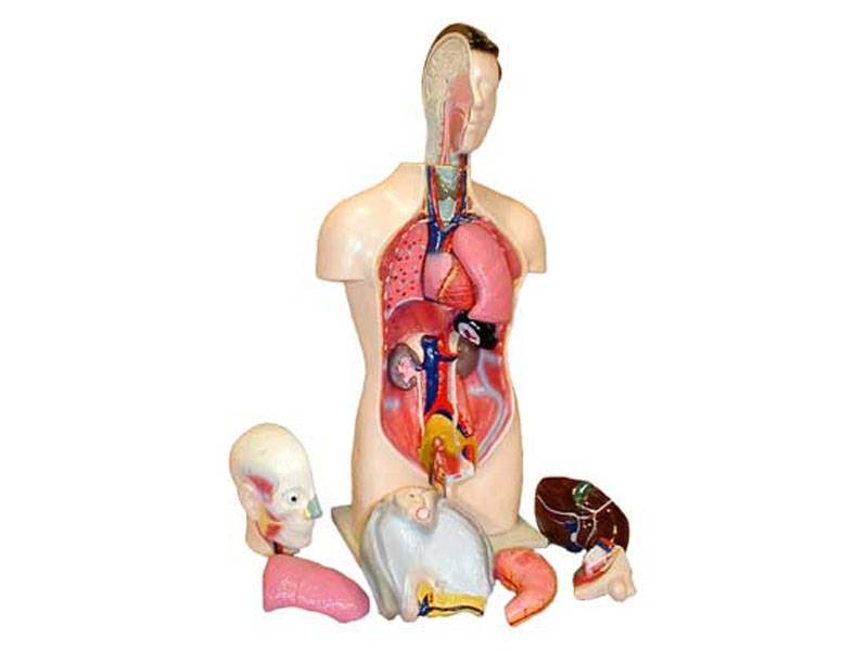 Торс человека разборный, 42 см