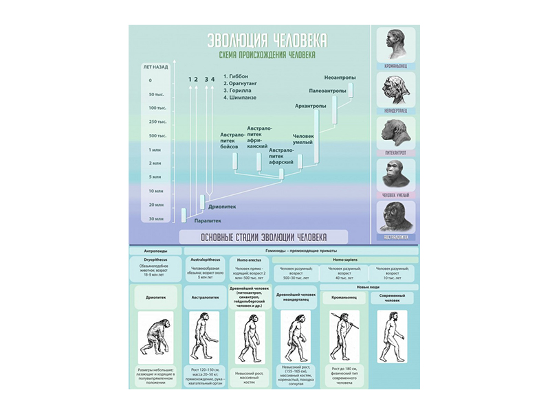 Стенд Эволюция человека, 80х100 см