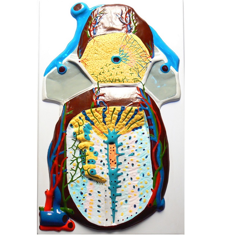 Барельефная модель дольки печени — макро‑микростроение