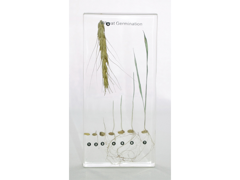 Коллекция "Развитие пшеницы" в акриле