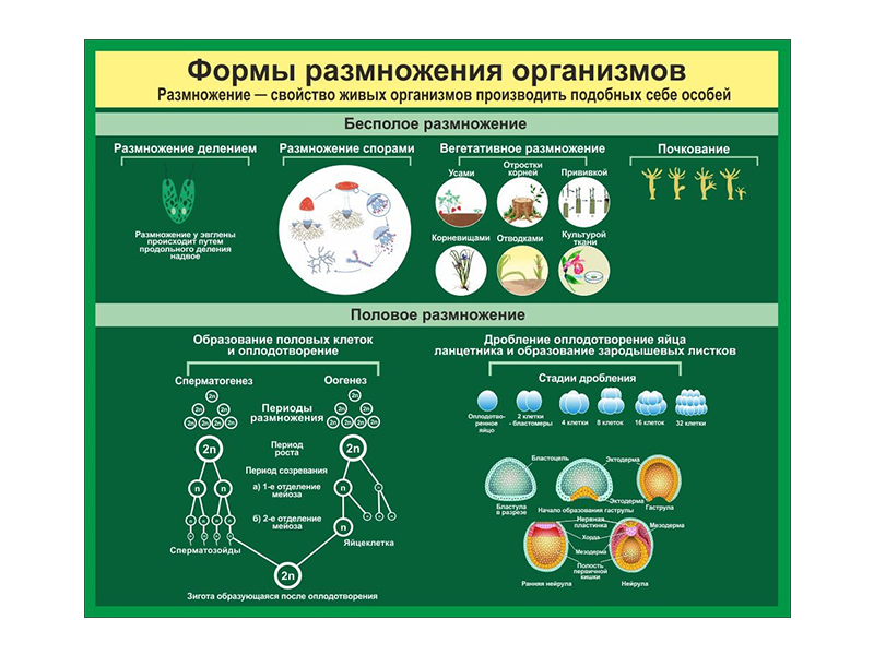 Стенд Формы размножения организмов