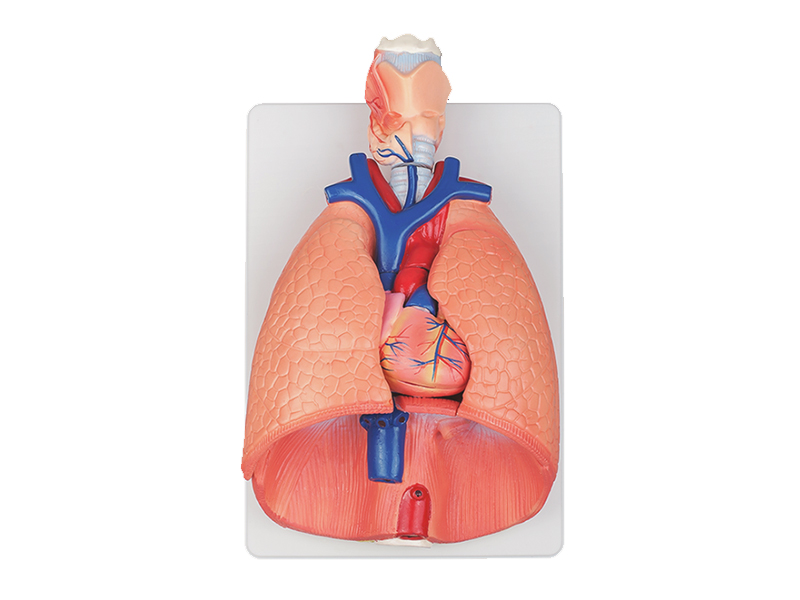 Модель "Система органов дыхания"