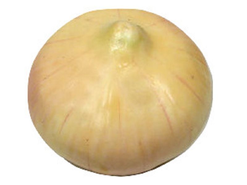 Муляж Лук репчатый — учебный