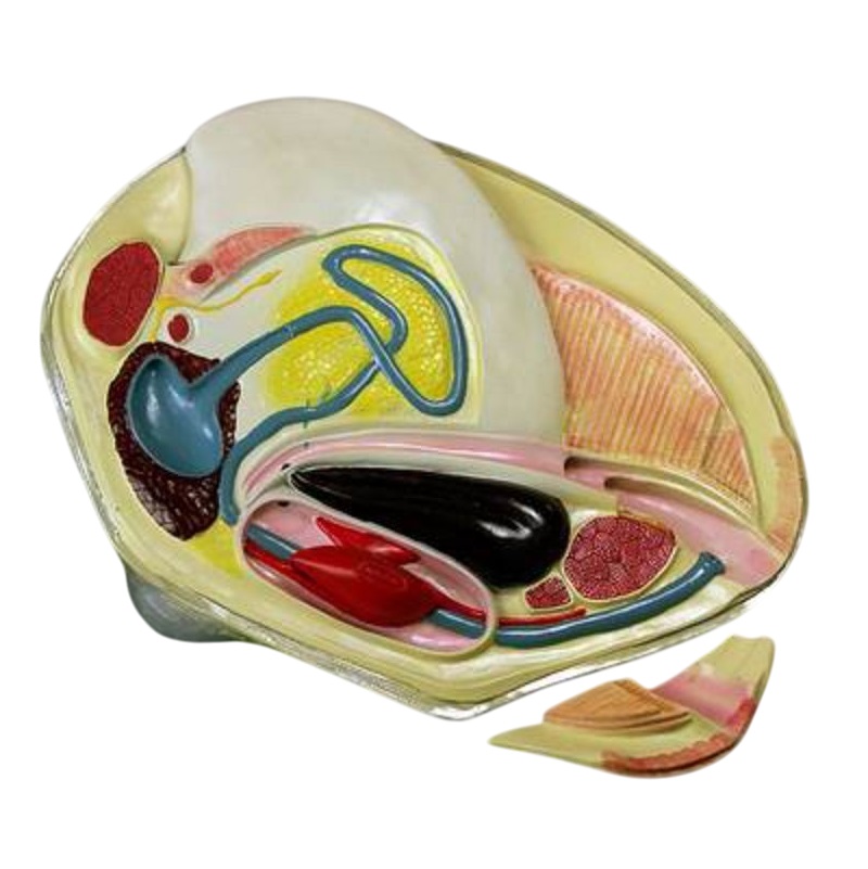 Модель «Беззубка» — двустворчатый моллюск
