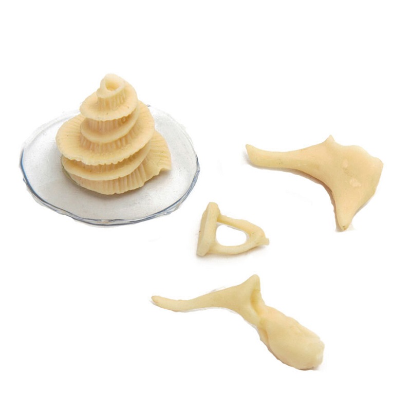 Модель "Косточки слуховые" увеличенная